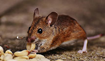 24 Hour & Emergency Exterminators in Troy, MI